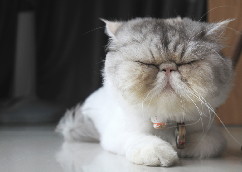 Responsible cat offer, image of exotic shorthair