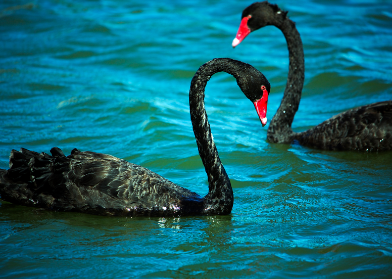Image of Black Swans at Herdsman Lake