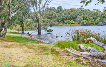 Bushland reserves and wetlands