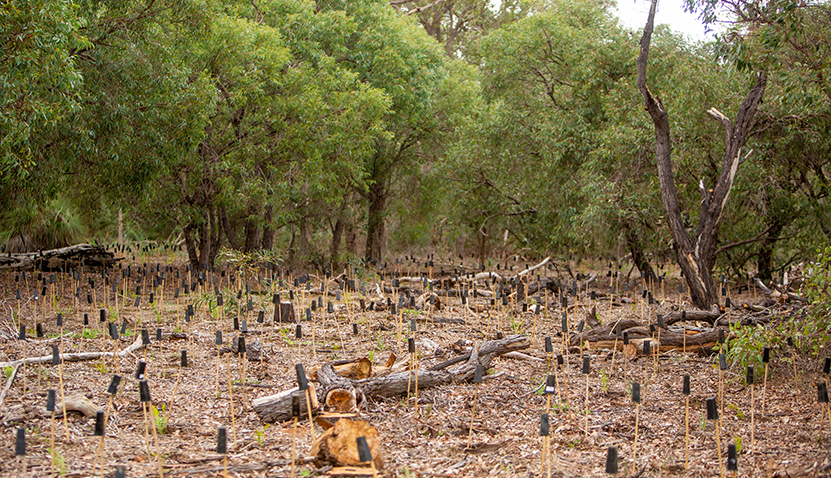 Community Conservation Planting Day - Carine Regional Open Space
