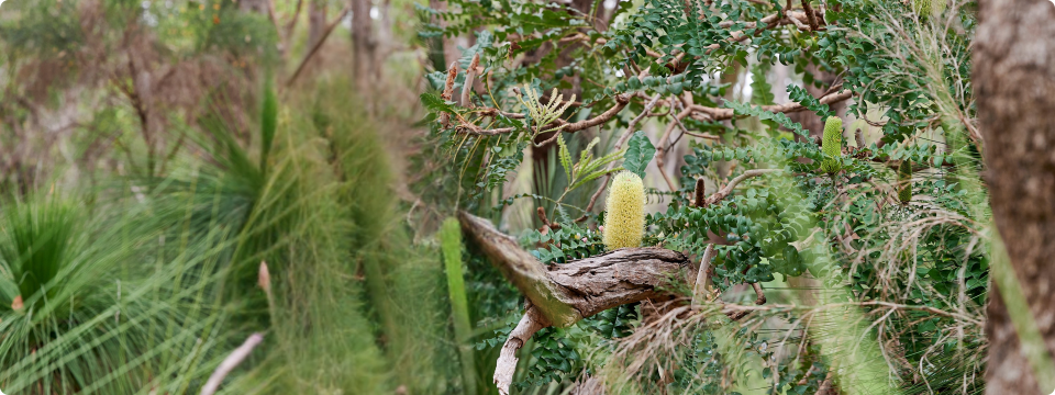 How gardeners can support Banksia Woodlands