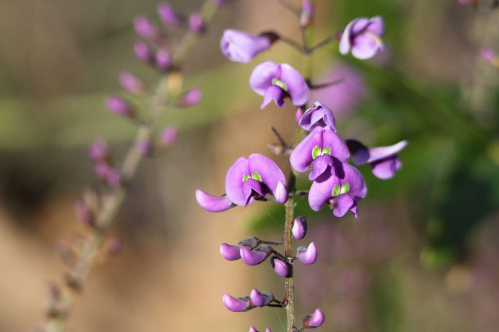 Wildflowers, weeds and watering at Coolbinia Bushland