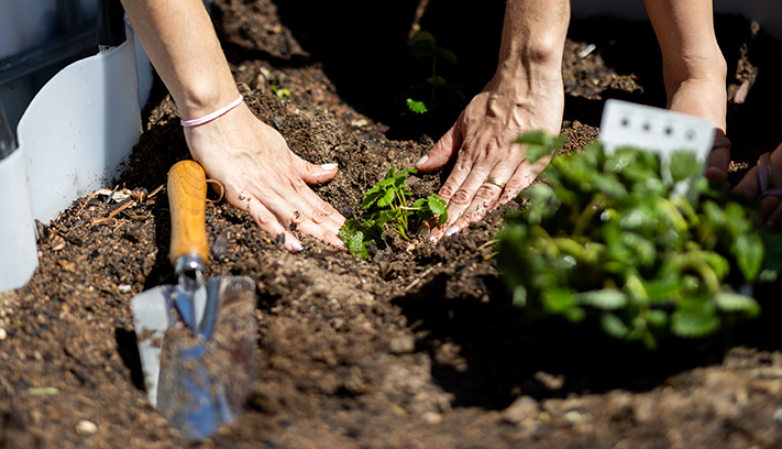 Planting at a community garden.