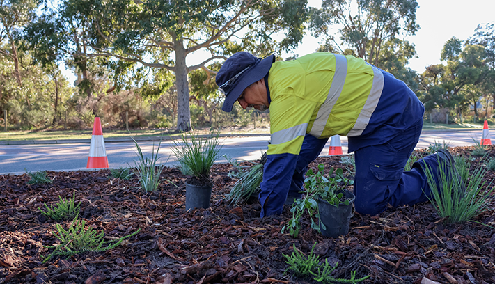 City officer planting native vegetation in a mulched garden bed beside a roadside biodiversity corridor.