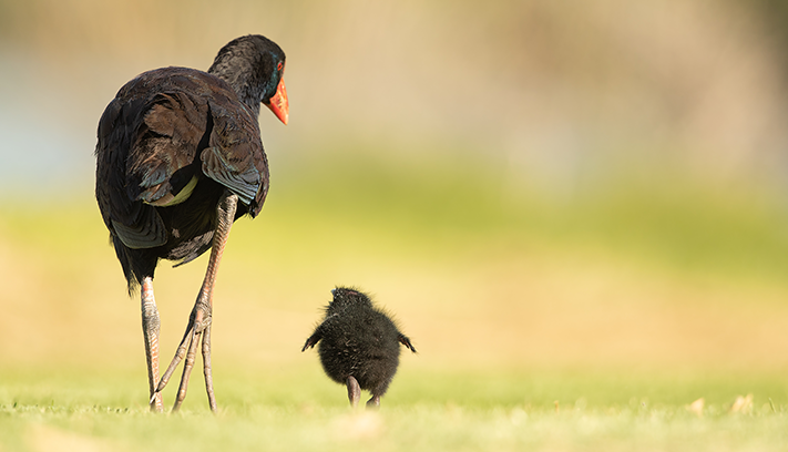 An adult and juvenile swamp hen walk on grass.