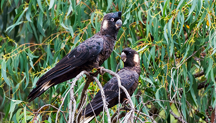 Two black cockatoos perched on tree branches among dense eucalyptus foliage.