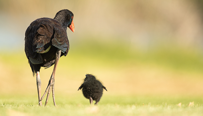 A swamp hen and chick.
