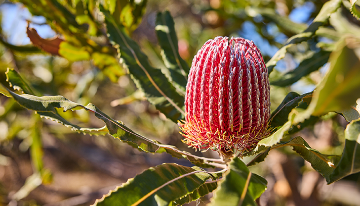 Close-up of a native banksia flower with red and cream spikes growing among green leaves in bushland.