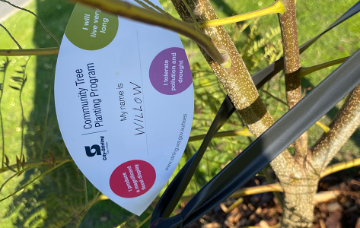 A name tag on a newly planted street tree.