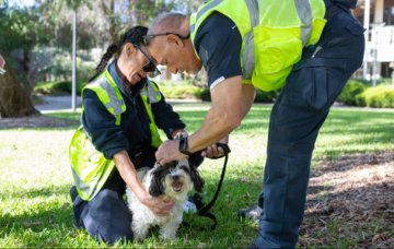 Rangers handle a 'lost' pet dog.