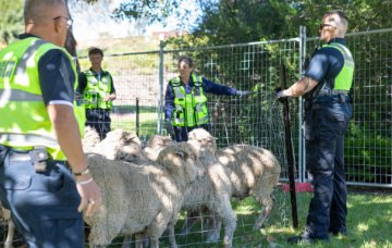 Rangers attend to sheep.