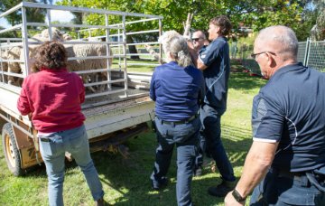 Rangers lift a sheep into a ute.