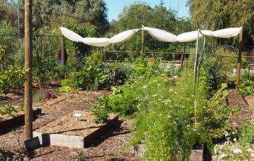 Inglewood Mt Lawley Community Garden.