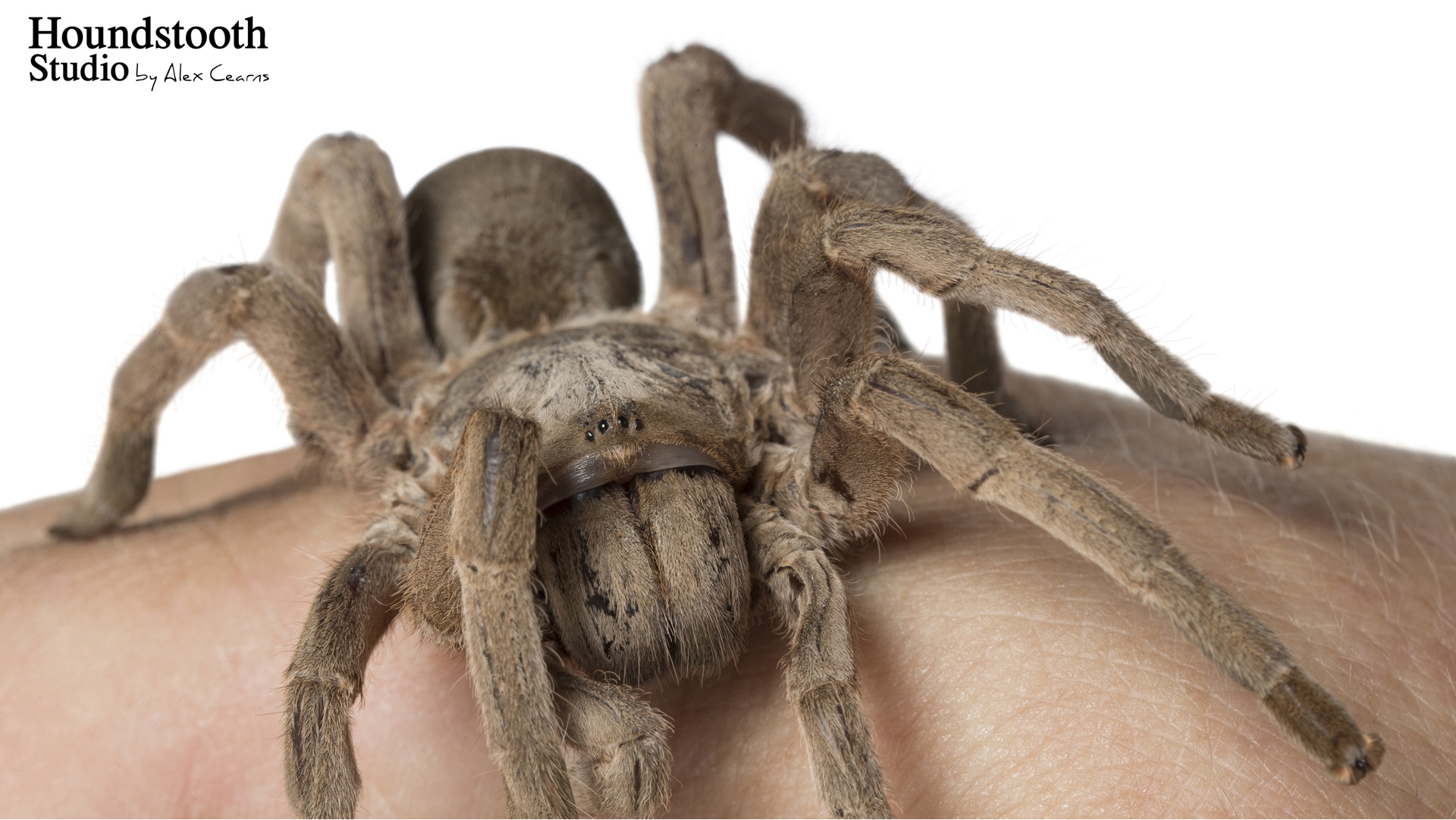 July School Holidays: The Bug Show! Stirling Libraries