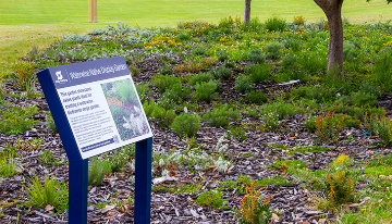 A native waterwise garden display