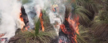 Firewise education video