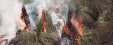 Firewise education video