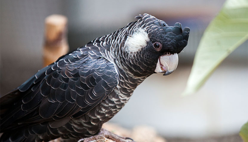 Urban Greening and Black Cockatoos
