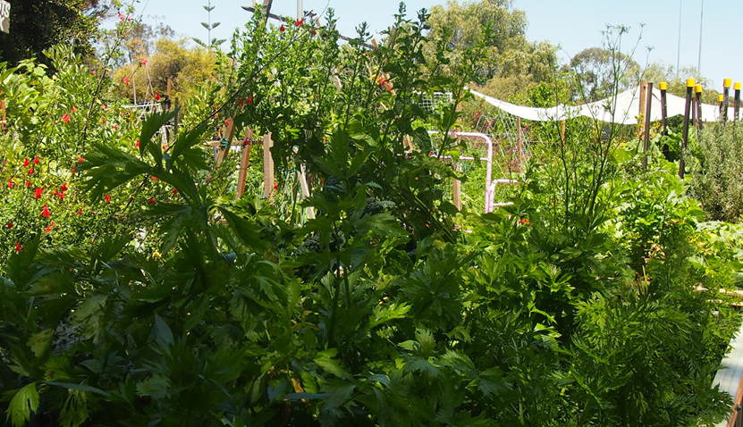 Creating Green Spaces – 101 Permaculture Design