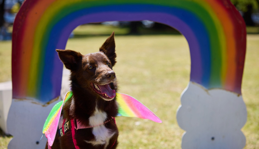Dog Behaviour Webinar with Kathy Kopellis McLeod