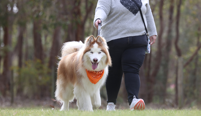 Living Safely: Responsible Dog Ownership Q&A with Kathy