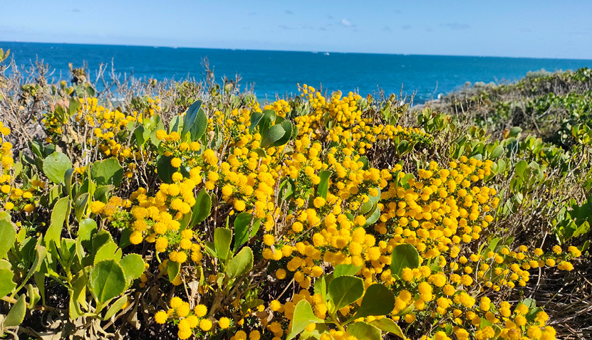 Good deeds and war on weeds