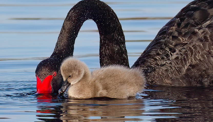 Early Morning Bird Walk for the International Day of Disability