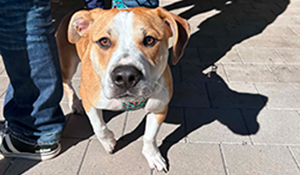RSPCA WA Community Action Day