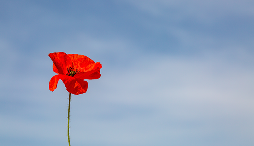 Remembrance Day Services
