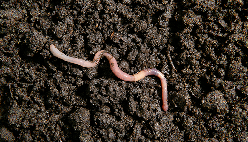 Soil 101 and Summer Garden Preparation