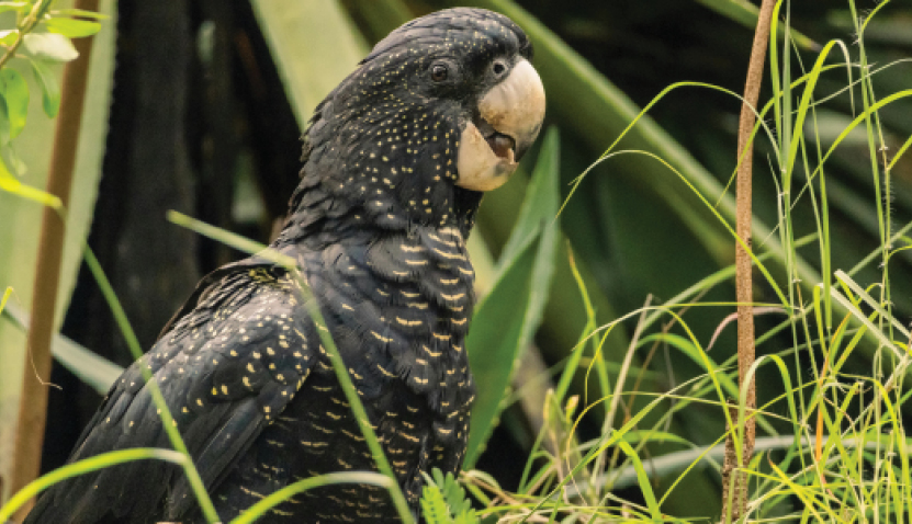 Urban Greening and Black Cockatoos