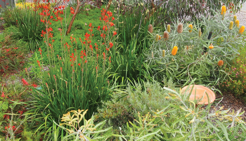 Creating a Native and Waterwise Space - Including Verges
