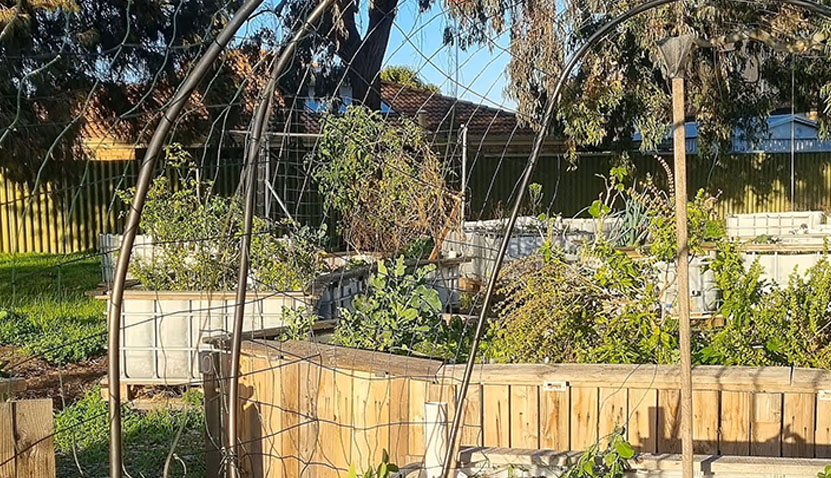 Wicking Beds 101 - Waterwise Gardening