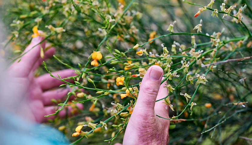 Guided Wildflower Walk - Star Swamp