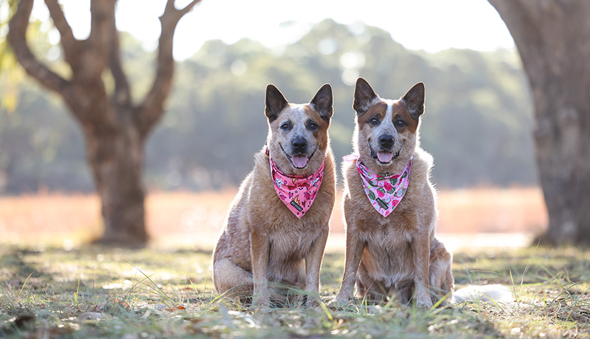 Bark in the Park - Ranger Chat