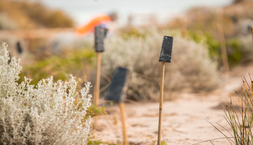 Community Conservation Planting Day - Scarborough Beach