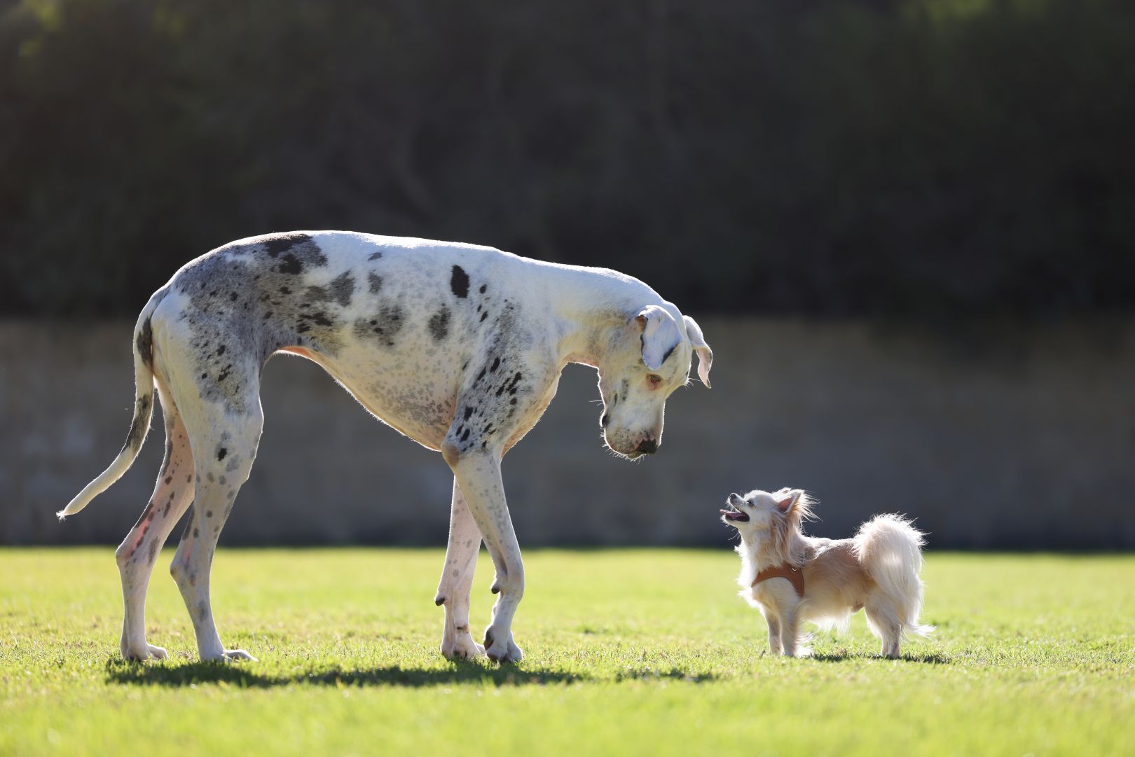 Living Safely: Responsible Dog Ownership Q&A with Kathy