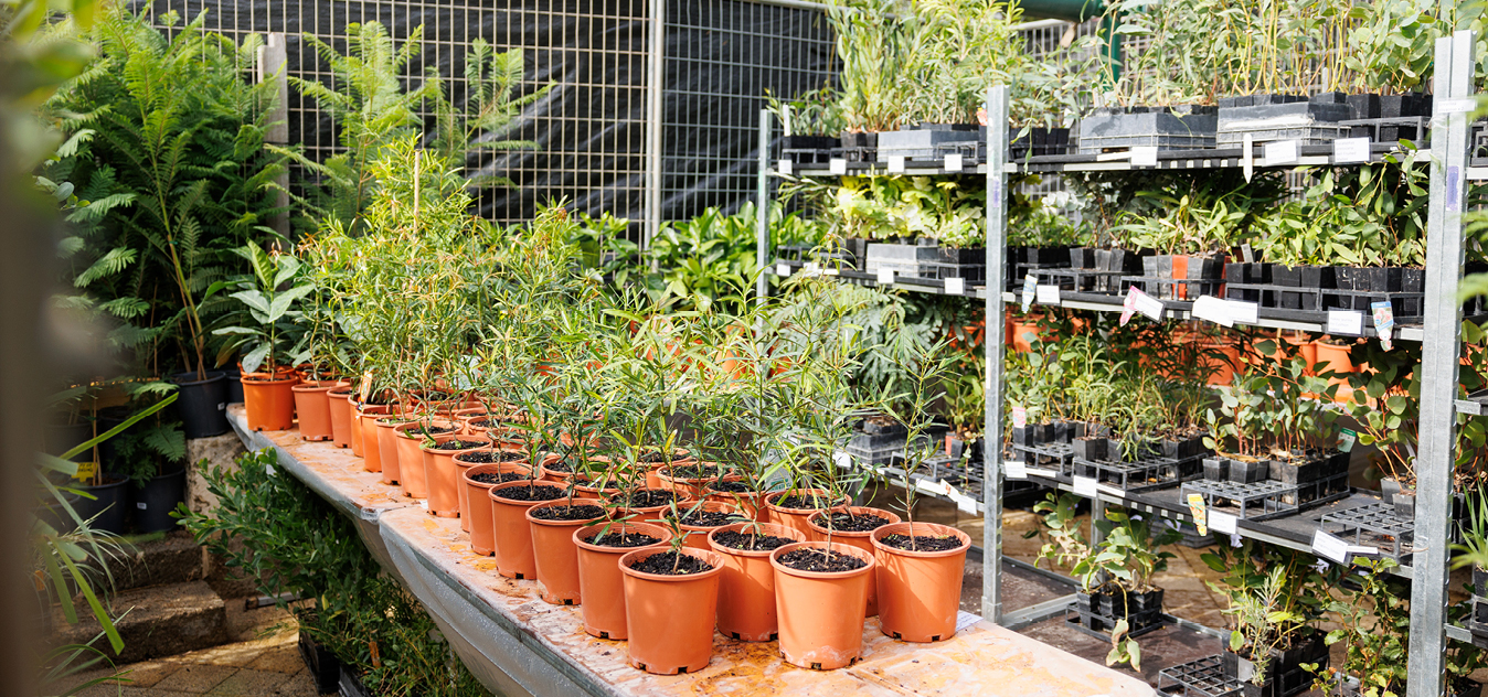 Saplings and seedlings in a nursery